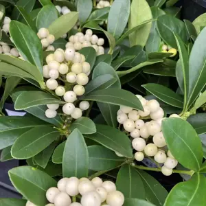 Skimmia japonica 'Temptation White' (F)